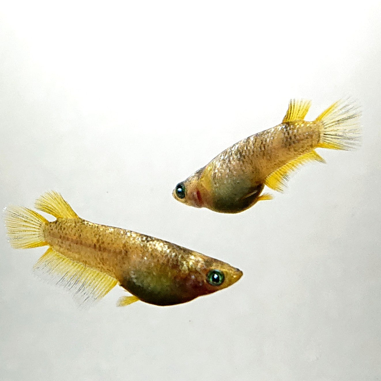 【現物】金箔和墨　3匹　オス1メス2　両眼アースアイ・濃墨個体　3889