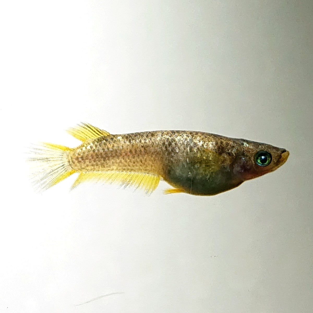 【現物】金箔和墨　3匹　オス1メス2　両眼アースアイ・濃墨個体　3889