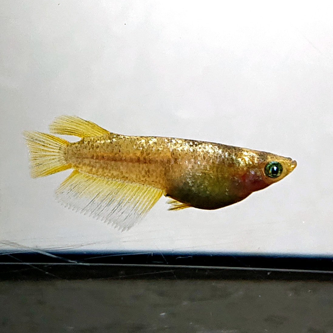 【現物】金箔和墨　3匹　オス1メス2　両眼アースアイ・濃墨個体　3889