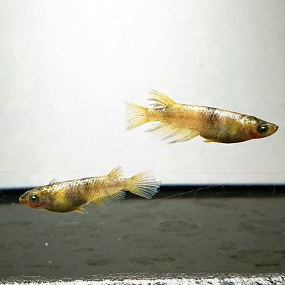 【現物】金閣　5匹　オス2メス3　両眼アースアイ　3890