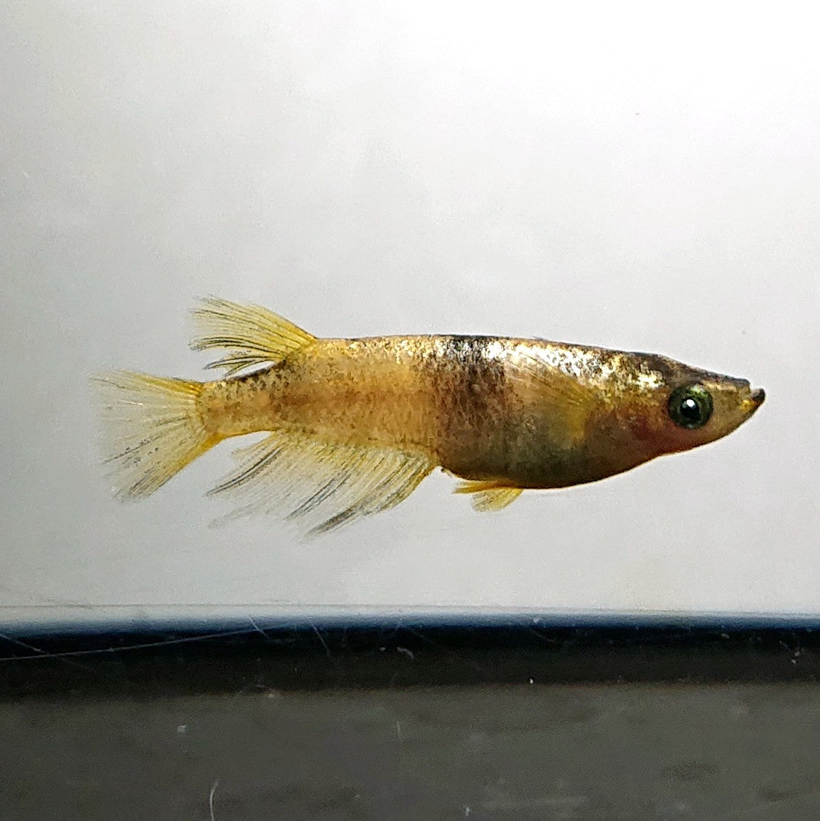 【現物】金閣　5匹　オス2メス3　両眼アースアイ　3890