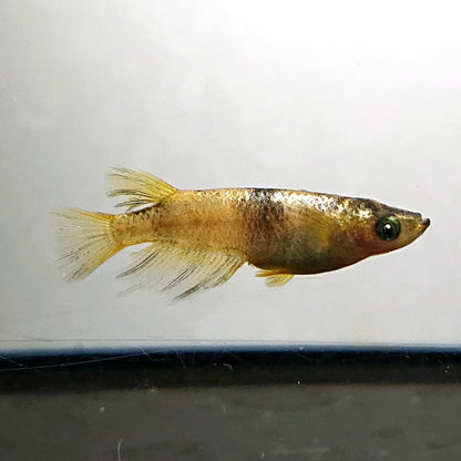 【現物】金閣　5匹　オス2メス3　両眼アースアイ　3890