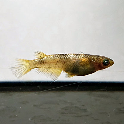 【現物】金閣　5匹　オス2メス3　両眼アースアイ　3890