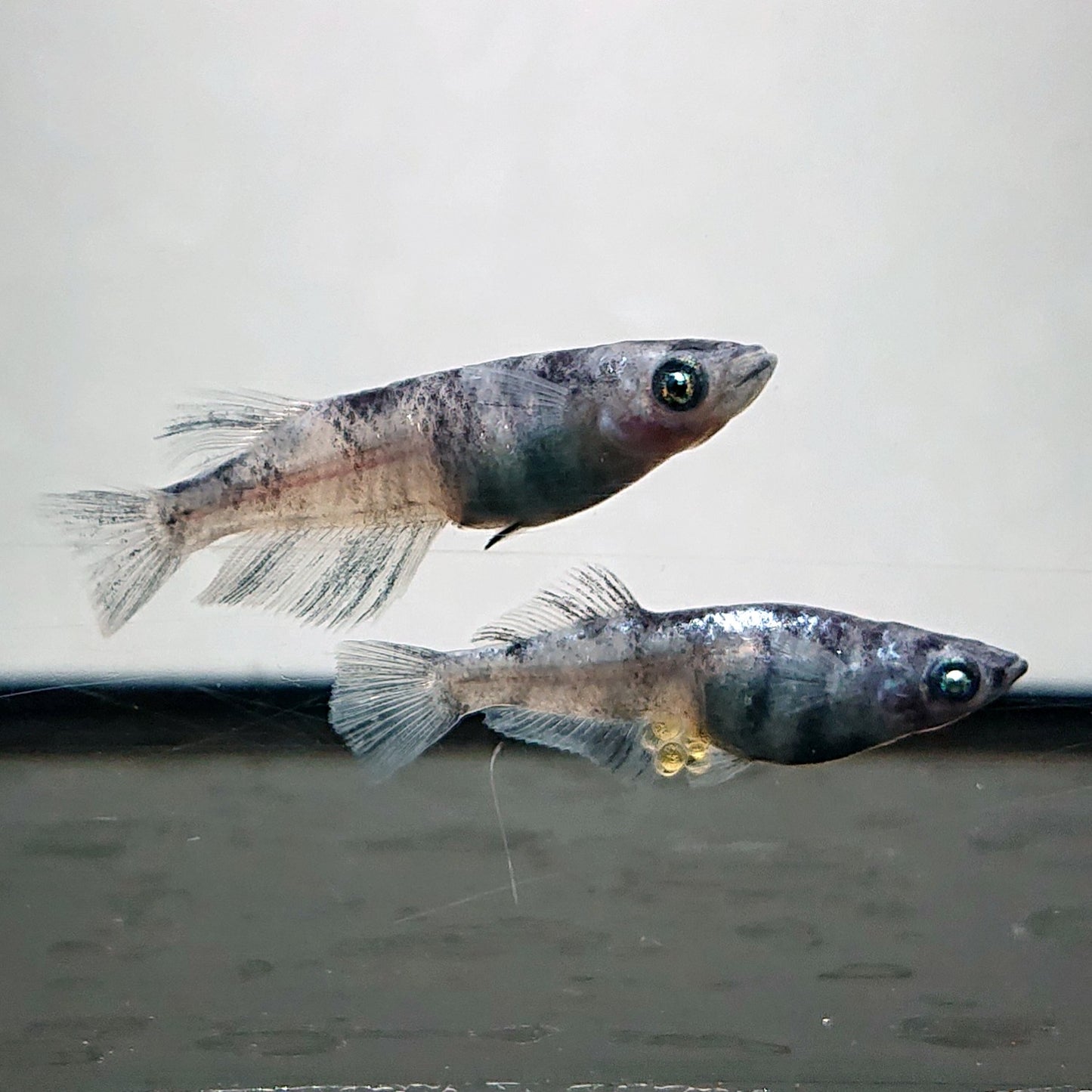 【現物】和墨白銀　6匹　オス2メス4　ヒカリ体型メス1匹　3893