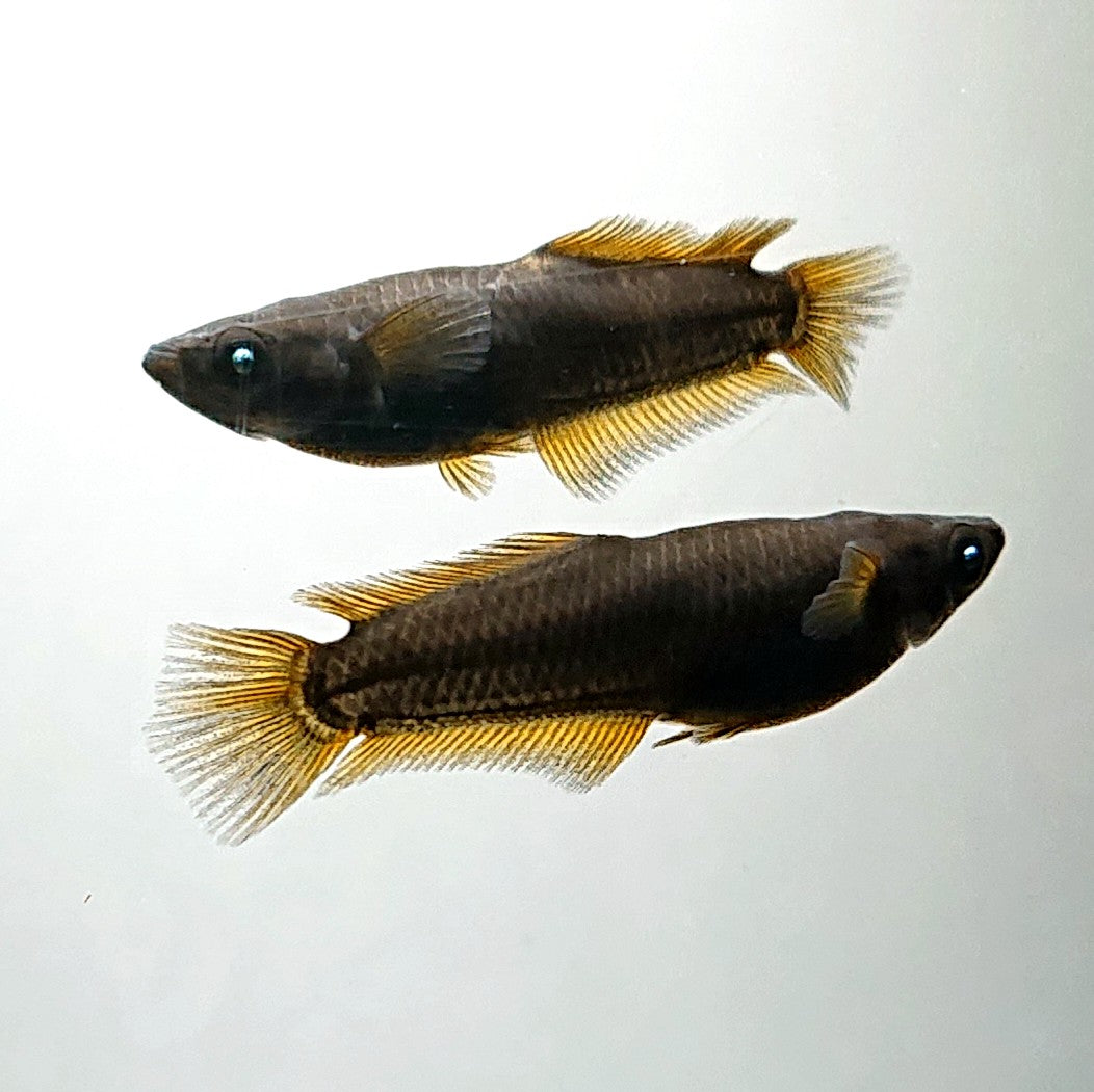 【現物】オーブ×夢神 F10 五式血統 ヒレ伸長個体　6匹　オス2メス4　3895