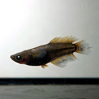 【現物】オーブ×夢神 F10 五式血統 ヒレ伸長個体　6匹　オス2メス4　3895