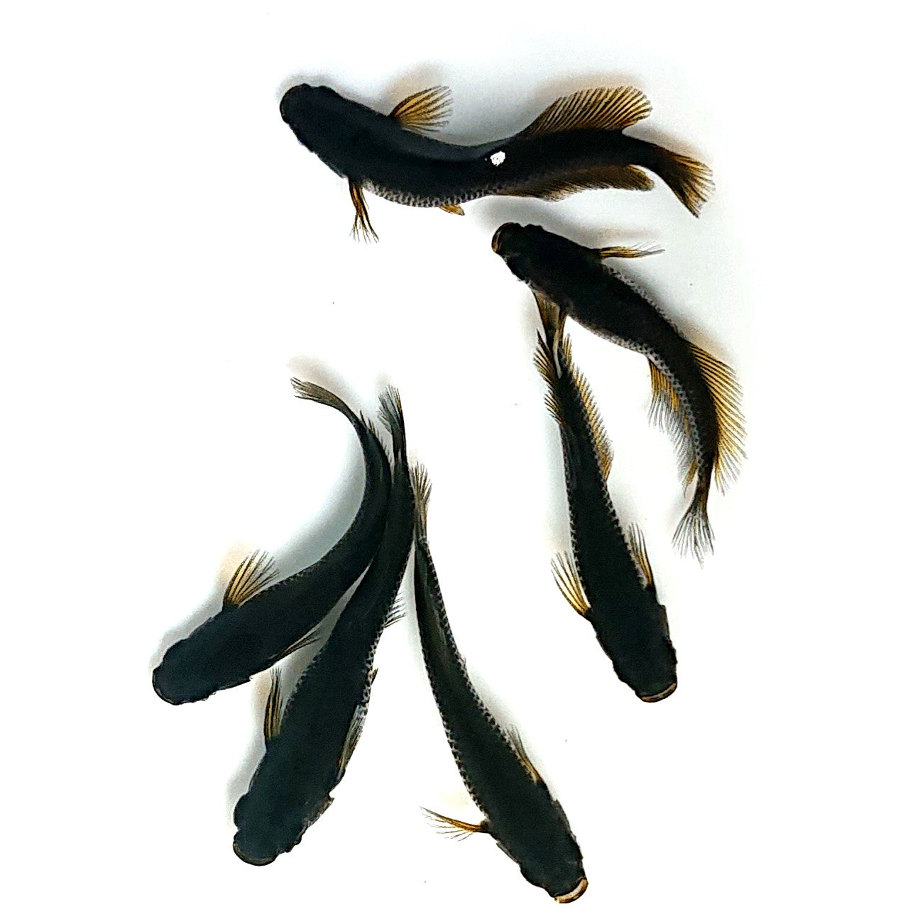 【現物】オーブ×夢神 F10 五式血統 ヒレ伸長個体　6匹　オス2メス4　3895