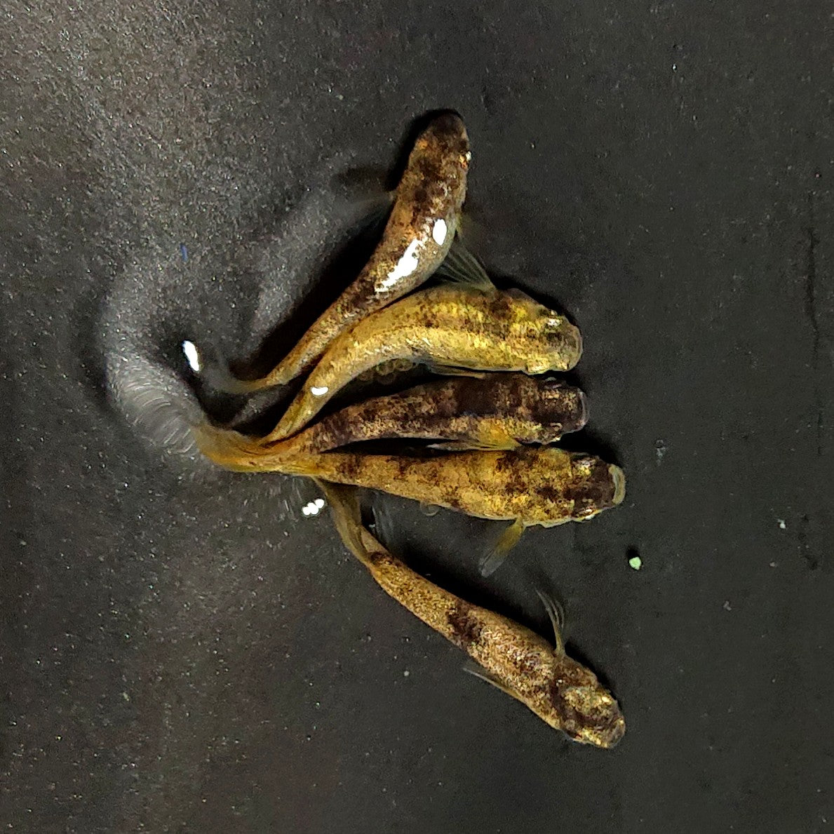 【現物】金閣　5匹　オス2メス3　両眼アースアイ　3890