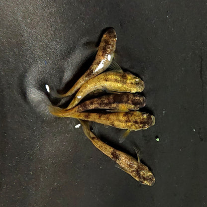 【現物】金閣　5匹　オス2メス3　両眼アースアイ　3890