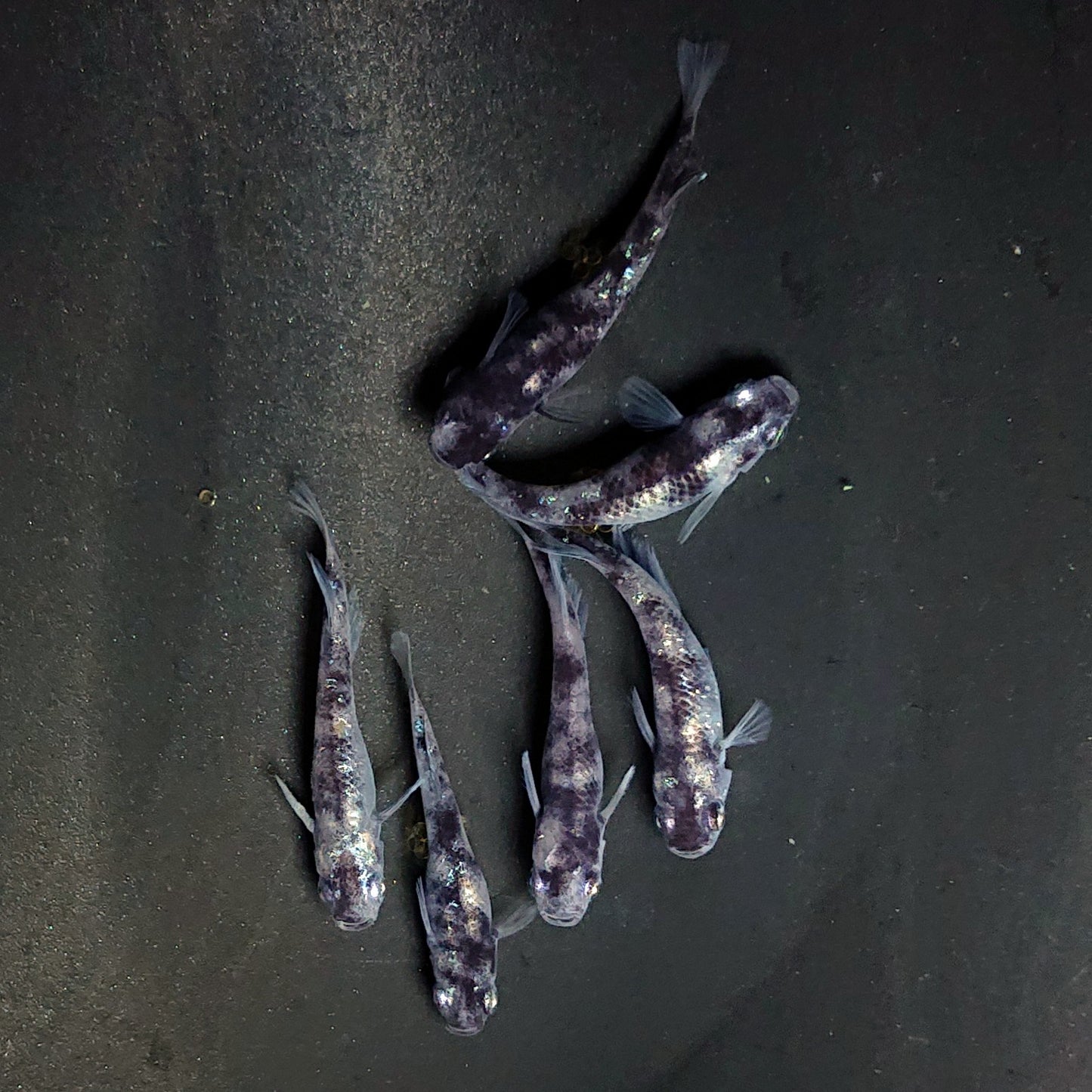 【現物】和墨白銀　6匹　オス2メス4　ヒカリ体型メス1匹　3893