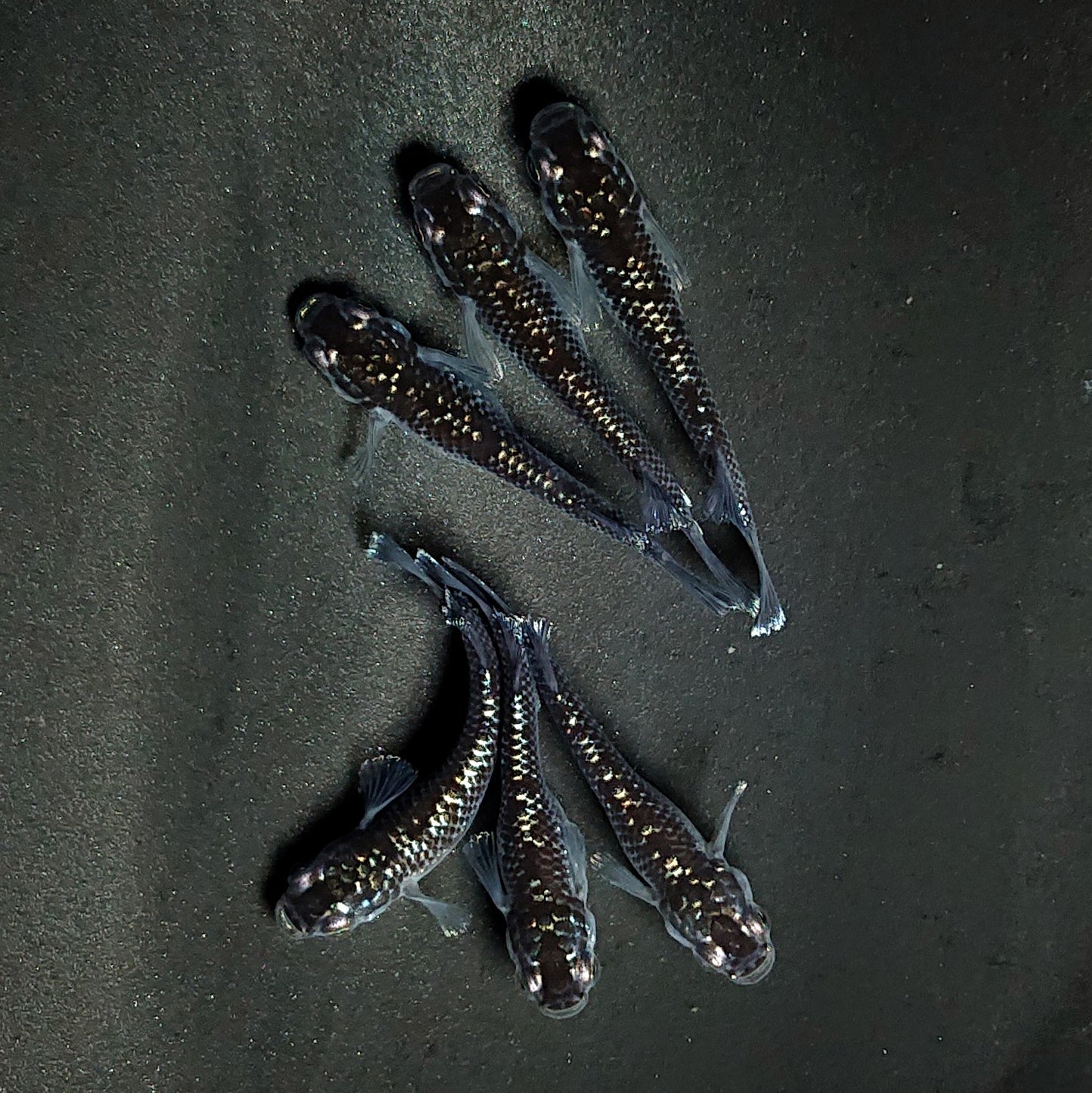 【現物】ミッドナイトフリル ラメtype　3ペア　3894