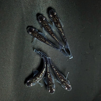 【現物】ミッドナイトフリル ラメtype　3ペア　3894