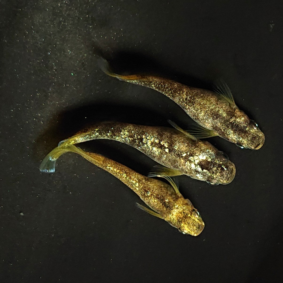 【現物】金箔和墨　3匹　オス1メス2　両眼アースアイ・濃墨個体　3889
