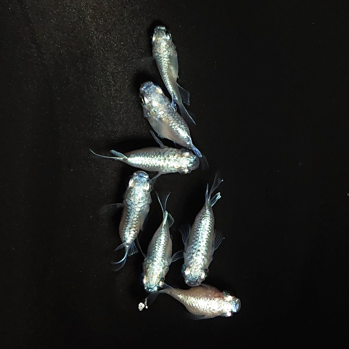 【現物】エンゼル　7匹　オス4メス3　3896