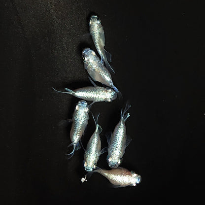 【現物】エンゼル　7匹　オス4メス3　3896