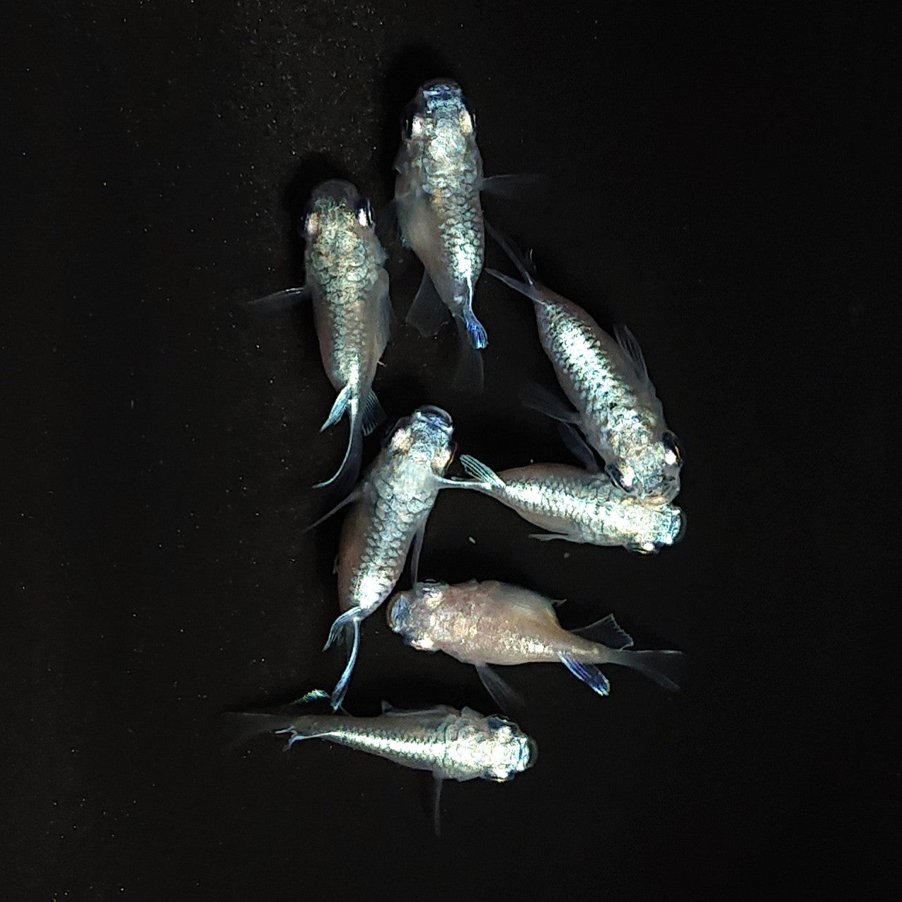 【現物】エンゼル　7匹　オス4メス3　3896