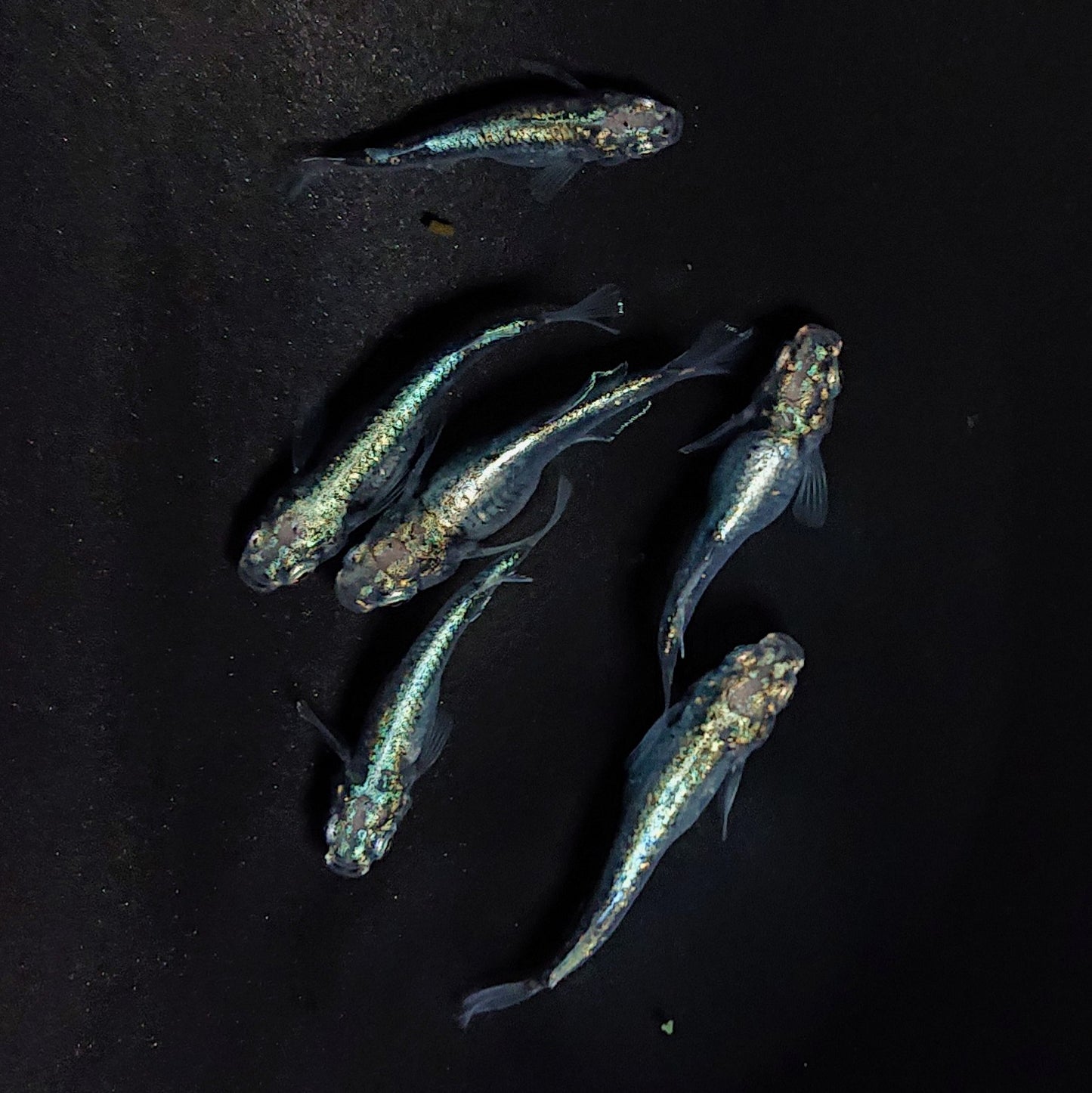 【現物】ゴジラ　3ペア　ヒカリ体型1ペア　3892