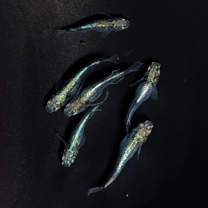 【現物】ゴジラ　3ペア　ヒカリ体型1ペア　3892