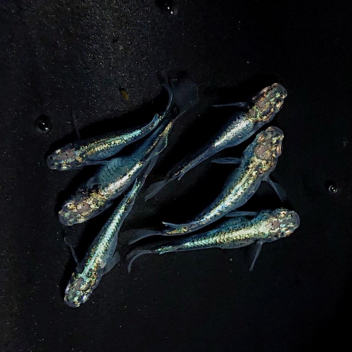 【現物】ゴジラ　3ペア　ヒカリ体型1ペア　3892