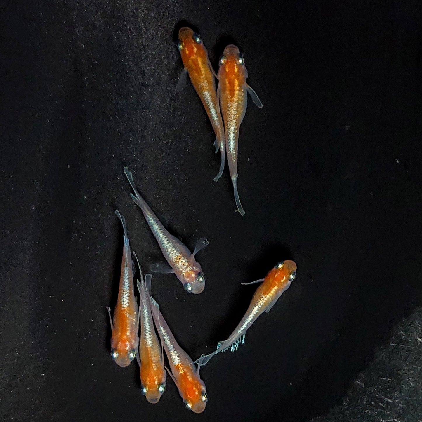 【現物】深紅のデーンモルフォキッシングΩ　7匹　オス3メス4　3897