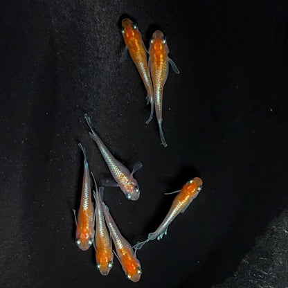 【現物】深紅のデーンモルフォキッシングΩ　7匹　オス3メス4　3897