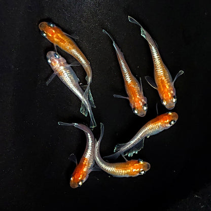 【現物】深紅のデーンモルフォキッシングΩ　7匹　オス3メス4　3897