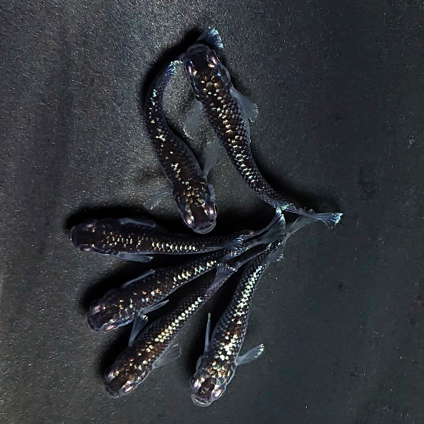 【現物】ミッドナイトフリル ラメtype　6匹　オス2メス4　3899