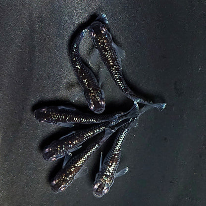 【現物】ミッドナイトフリル ラメtype　6匹　オス2メス4　3899