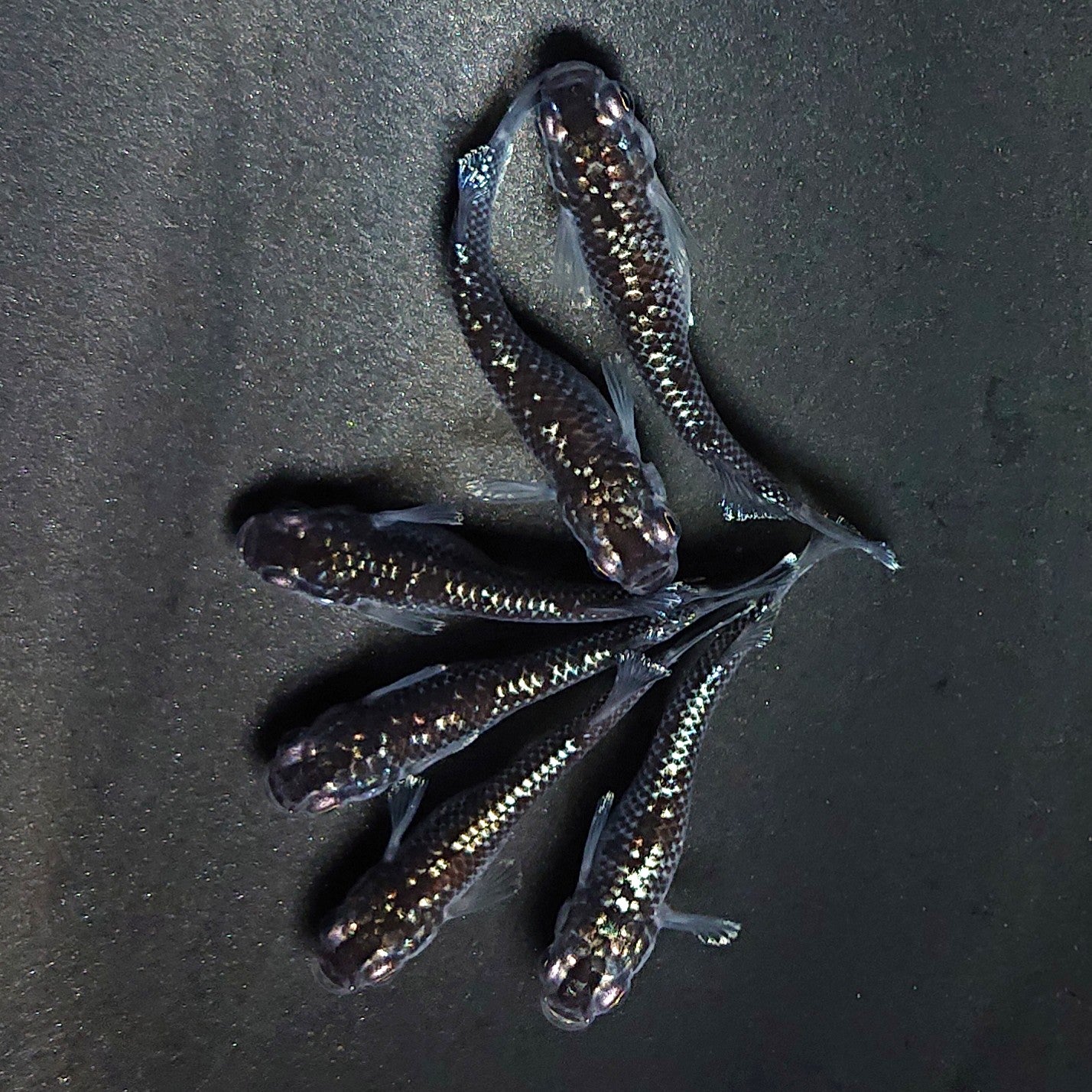 【現物】ミッドナイトフリル ラメtype　6匹　オス2メス4　3899