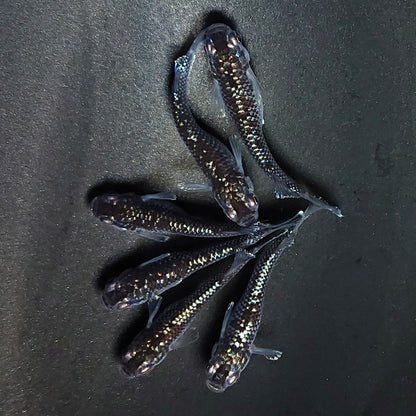 【現物】ミッドナイトフリル ラメtype　6匹　オス2メス4　3899