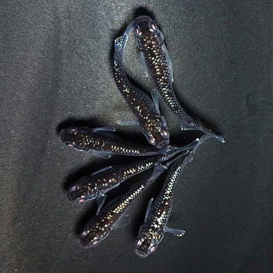 【現物】ミッドナイトフリル ラメtype　6匹　オス2メス4　3899