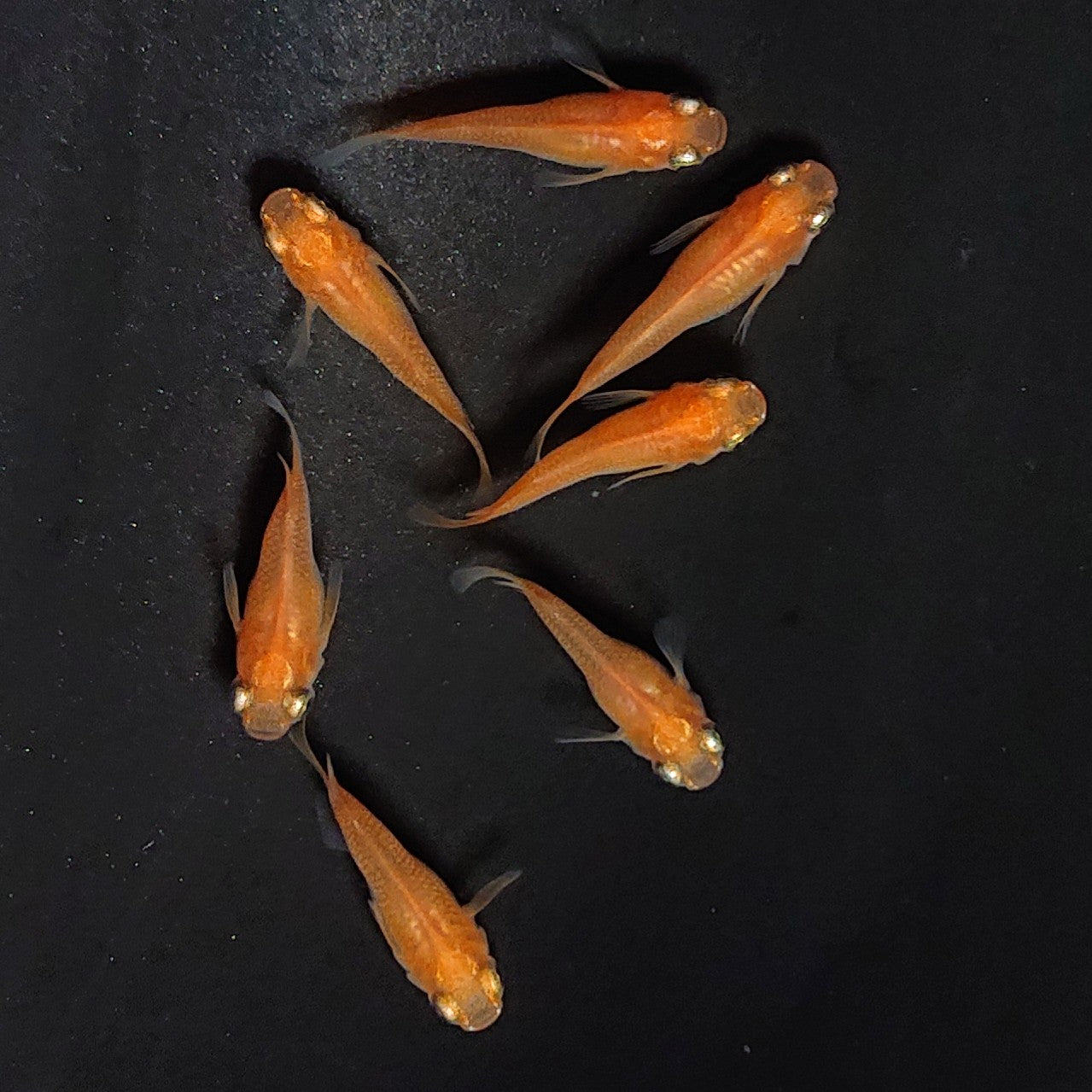 【現物】紅帝だるま　7匹　オス3メス4　3901