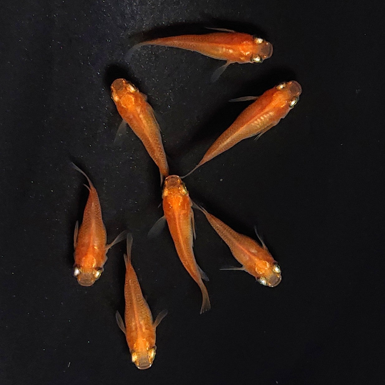 【現物】紅帝だるま　7匹　オス3メス4　3901