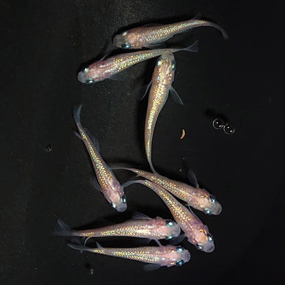 【現物】ピンクサファイア　4ペア　3902