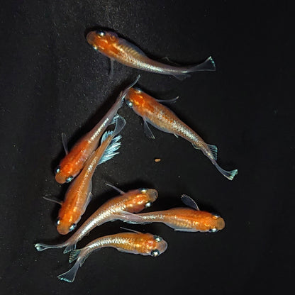 【現物】深紅のデーンモルフォキッシングΩ　7匹　オス3メス4　3898