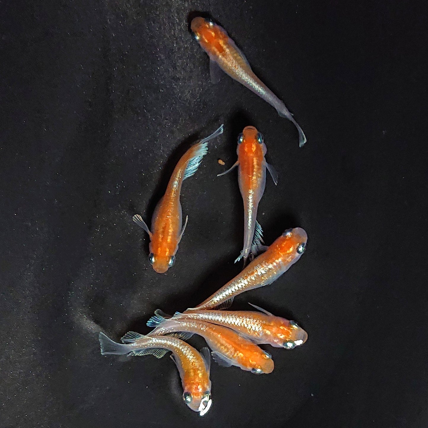 【現物】深紅のデーンモルフォキッシングΩ　7匹　オス3メス4　3898