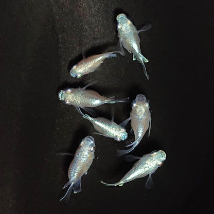 【現物】エンゼル　7匹　オス3メス4　3900