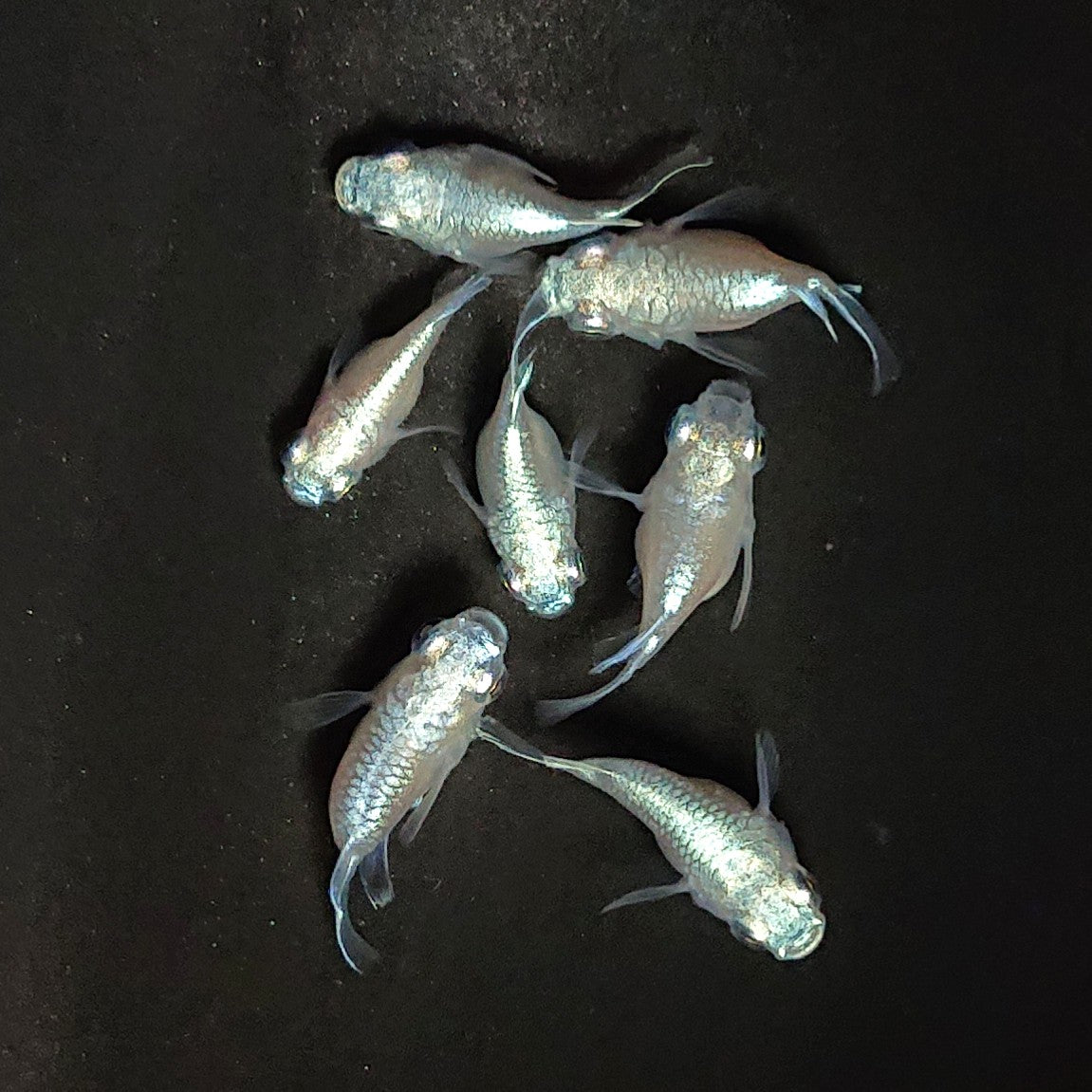 【現物】エンゼル　7匹　オス3メス4　3900