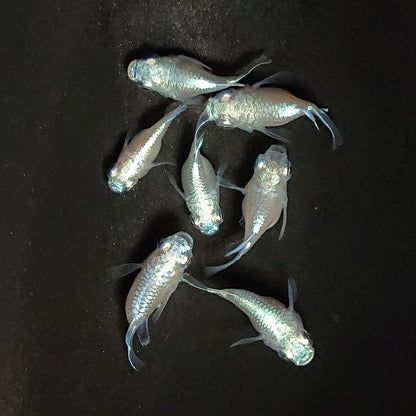 【現物】エンゼル　7匹　オス3メス4　3900