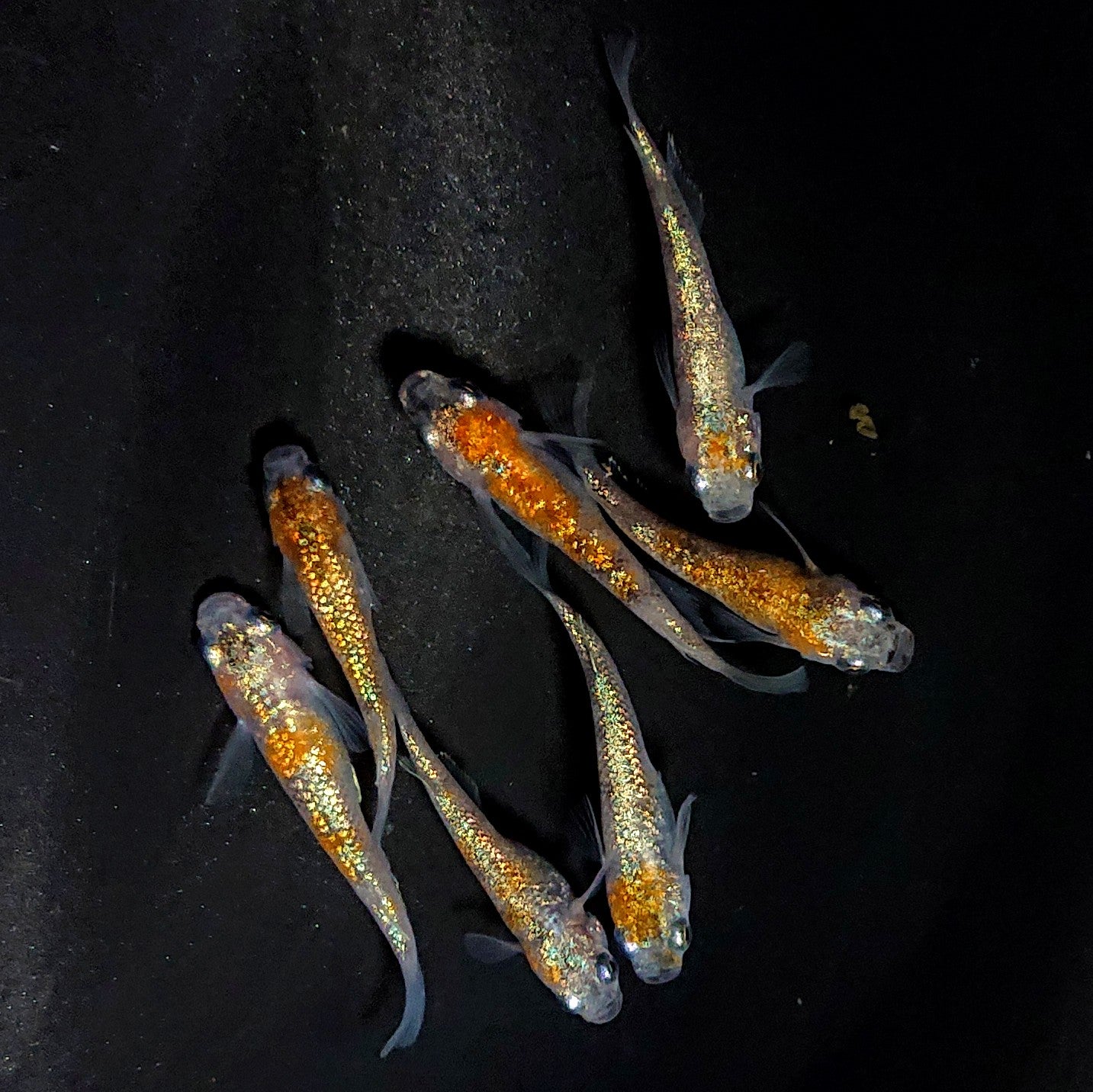 【現物】月華ブルー　7匹　オス3メス4　3903