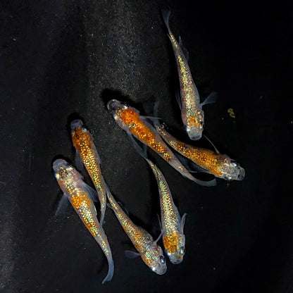 【現物】月華ブルー　7匹　オス3メス4　3903