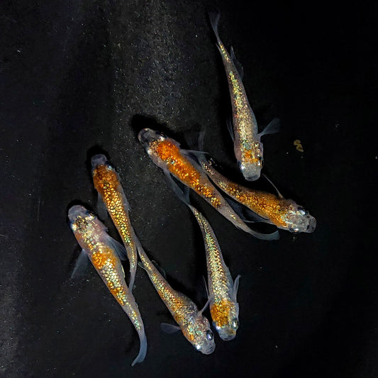 【現物】月華ブルー　7匹　オス3メス4　3903