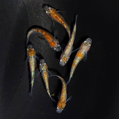 【現物】月華ブルー　7匹　オス3メス4　3903