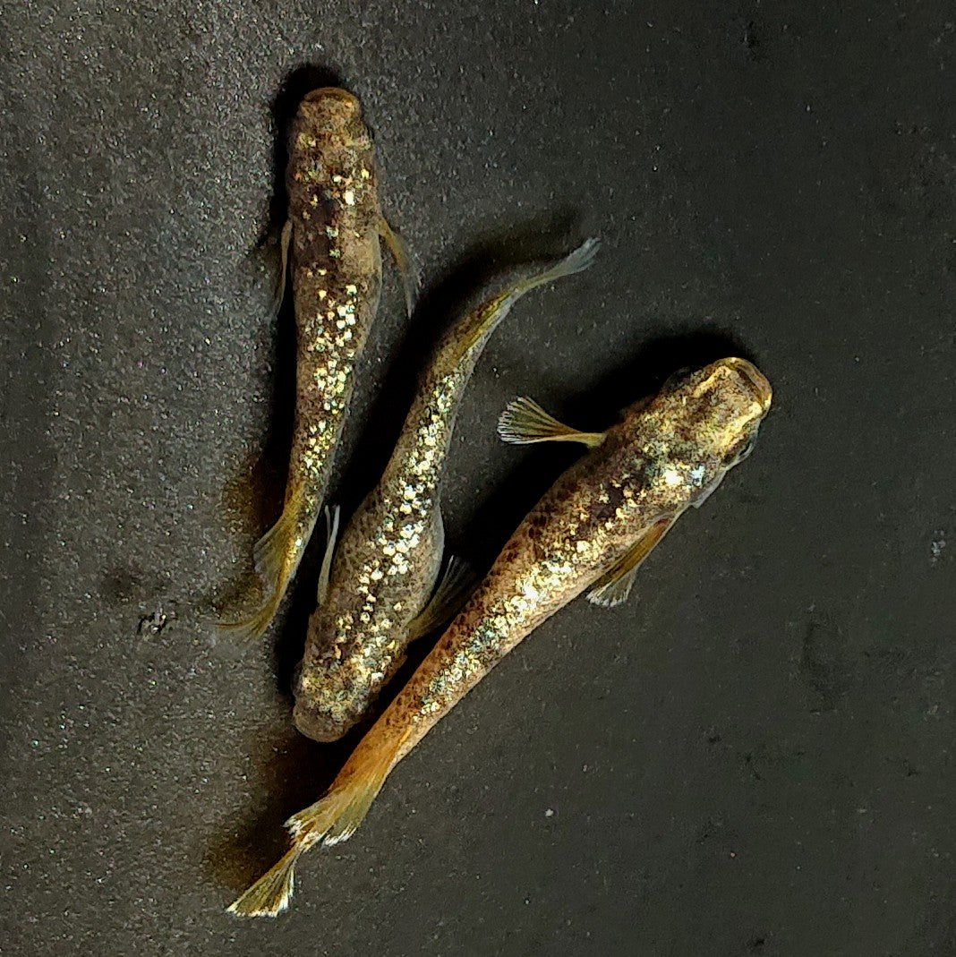 【現物】金箔和墨　3匹　オス1メス2　3907