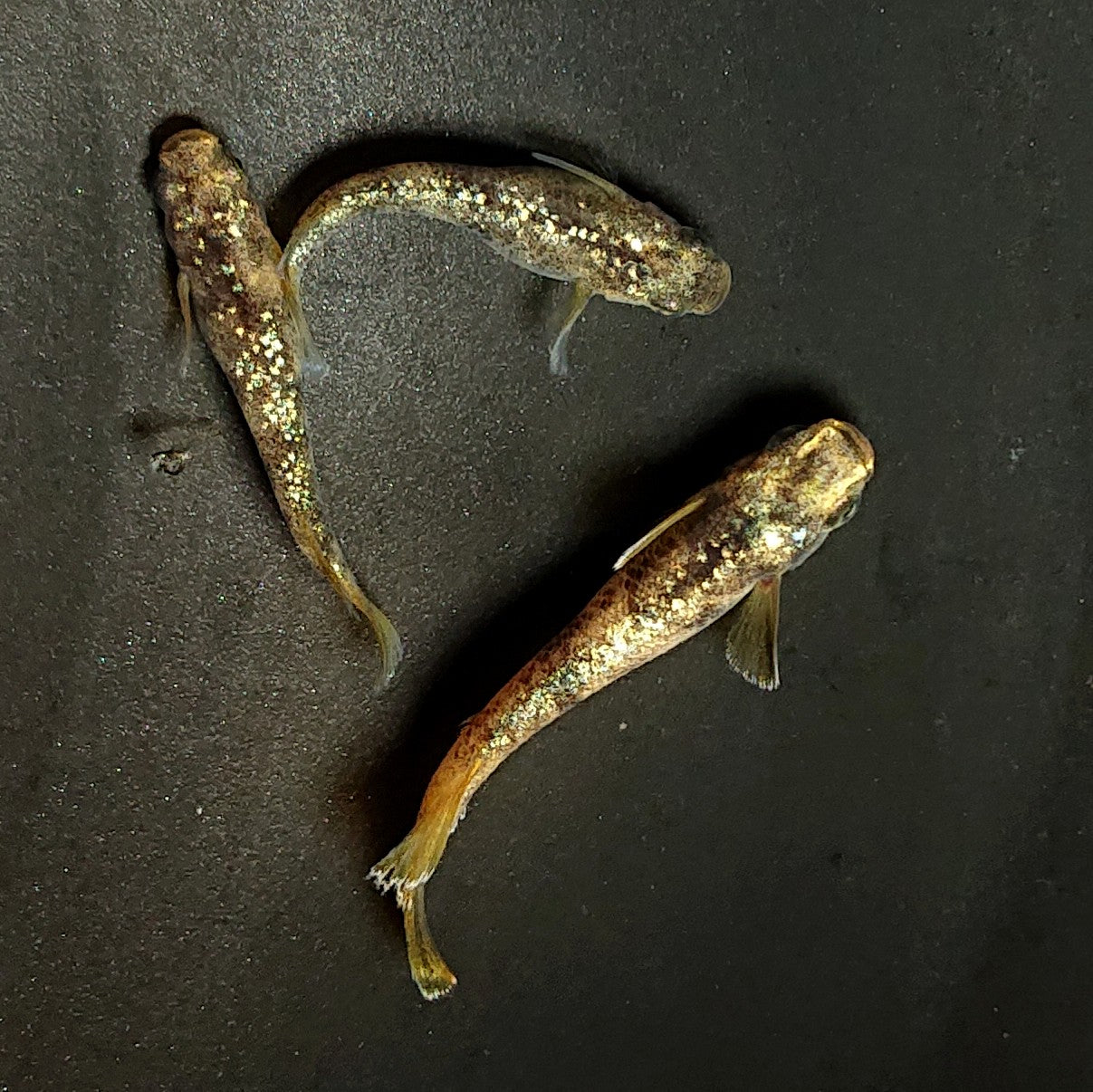 【現物】金箔和墨　3匹　オス1メス2　3907