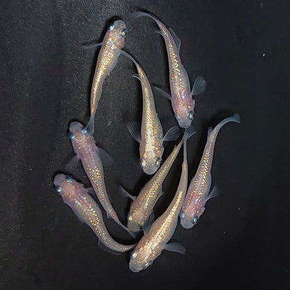 【現物】ピンクサファイア　8匹　オス3メス5　3911