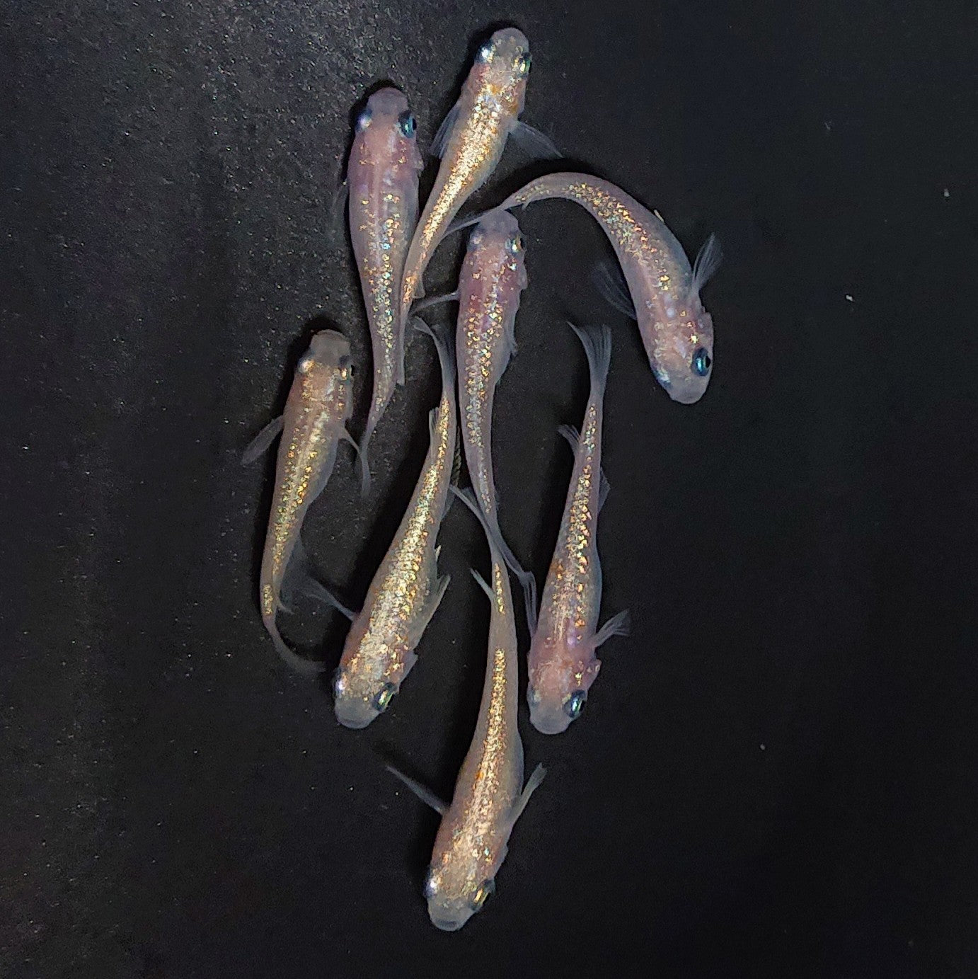 【現物】ピンクサファイア　8匹　オス3メス5　3911