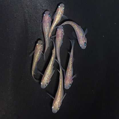 【現物】ピンクサファイア　8匹　オス3メス5　3911