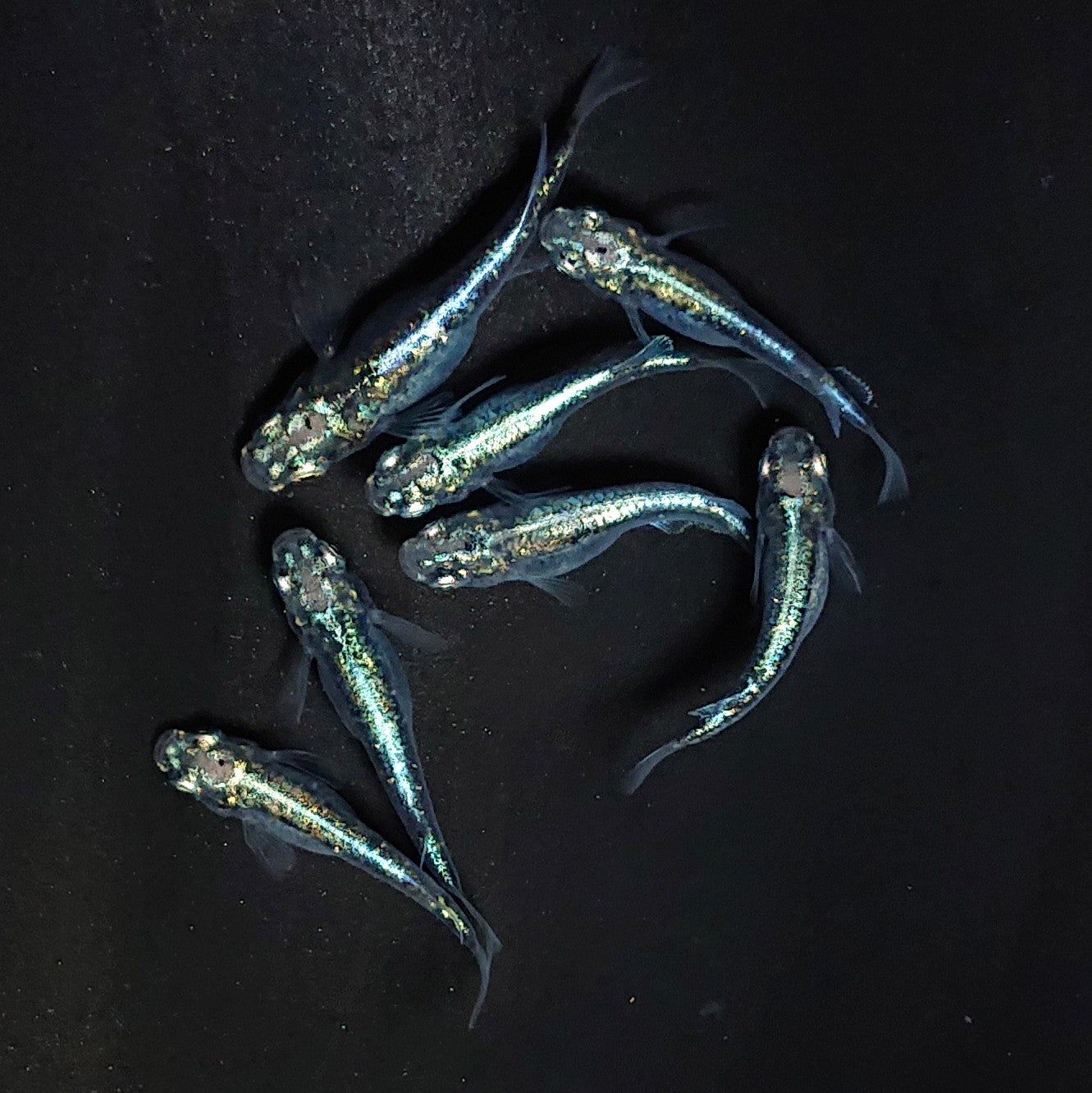 【現物】黒衣　7匹　オス3メス4　3912