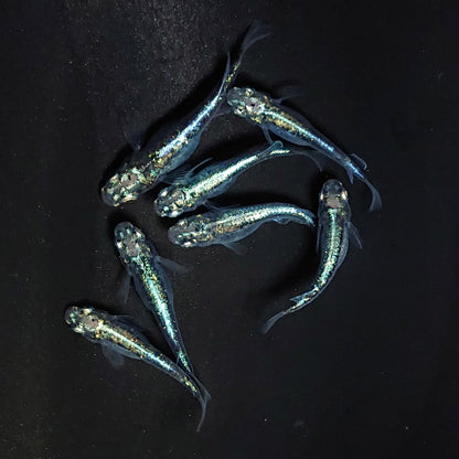 【現物】黒衣　7匹　オス3メス4　3912